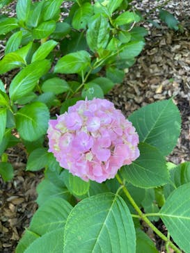 万博記念公園に投稿された画像（2024/6/1）