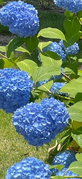 万博記念公園に投稿された画像（2024/6/1）