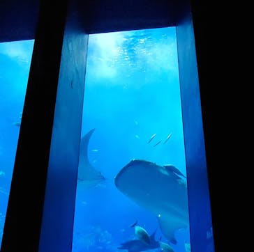 沖縄美ら海水族館に投稿された画像（2024/6/1）