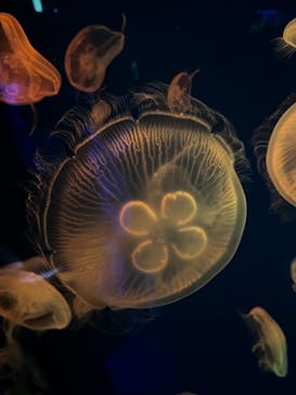 名古屋港水族館に投稿された画像（2024/6/1）