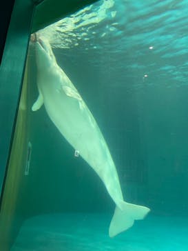 鴨川シーワールドに投稿された画像（2024/6/1）