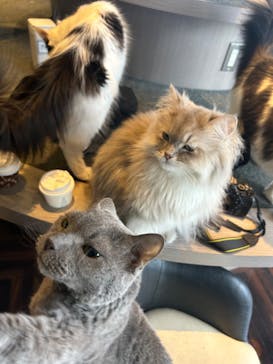 猫カフェモカ　渋谷センター街店に投稿された画像（2024/6/1）