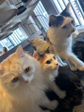 猫カフェモカ　渋谷センター街店に投稿された画像（2024/6/1）