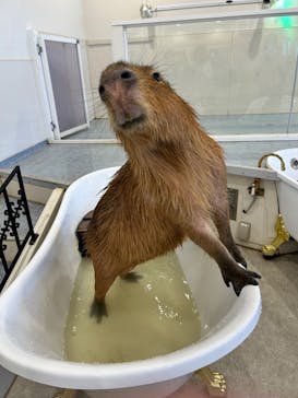 アニタッチみなとみらいに投稿された画像（2024/6/1）