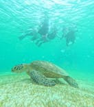 宮古島 ADVENTURE PiPi（ミヤコジマ アドベンチャー ピピ）に投稿された画像（2024/6/2）