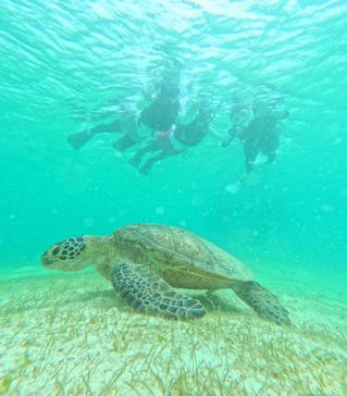 宮古島 ADVENTURE PiPi（ミヤコジマ アドベンチャー ピピ）に投稿された画像（2024/6/1）