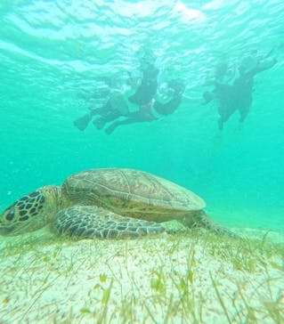 宮古島 ADVENTURE PiPi（ミヤコジマ アドベンチャー ピピ）に投稿された画像（2024/6/1）