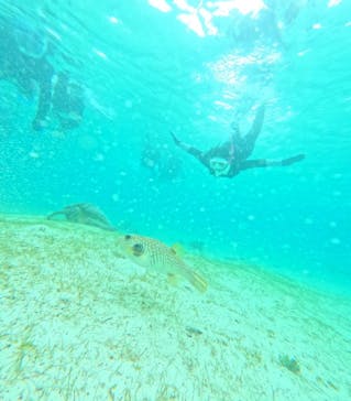 宮古島 ADVENTURE PiPi（ミヤコジマ アドベンチャー ピピ）に投稿された画像（2024/6/1）