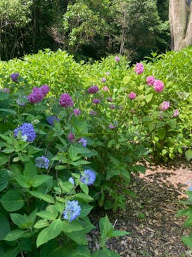 万博記念公園に投稿された画像（2024/6/1）