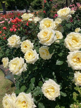 万博記念公園に投稿された画像（2024/6/1）