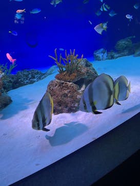 新江ノ島水族館に投稿された画像（2024/6/1）