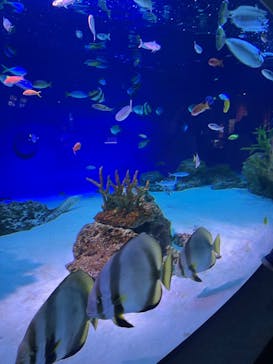 新江ノ島水族館に投稿された画像（2024/6/1）