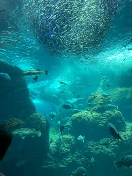 新江ノ島水族館に投稿された画像（2024/6/1）