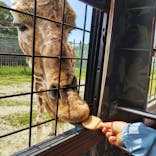 那須サファリパークに投稿された画像（2024/6/2）