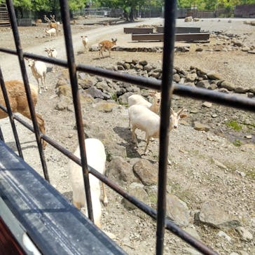 那須サファリパークに投稿された画像（2024/6/2）