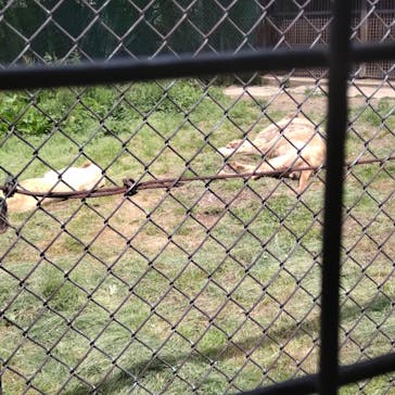 那須サファリパークに投稿された画像（2024/6/2）