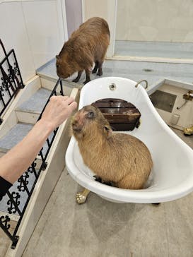 アニタッチみなとみらいに投稿された画像（2024/6/2）