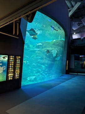 新江ノ島水族館に投稿された画像（2024/6/2）