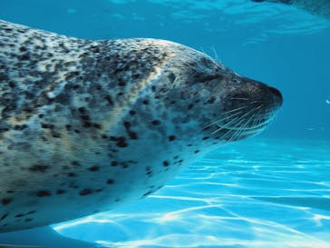 鴨川シーワールドに投稿された画像（2024/6/2）