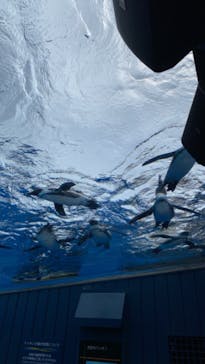 サンシャイン水族館に投稿された画像（2024/6/2）