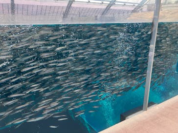 環境水族館アクアマリンふくしまに投稿された画像（2024/6/2）
