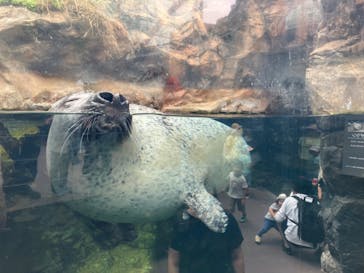 環境水族館アクアマリンふくしまに投稿された画像（2024/6/2）