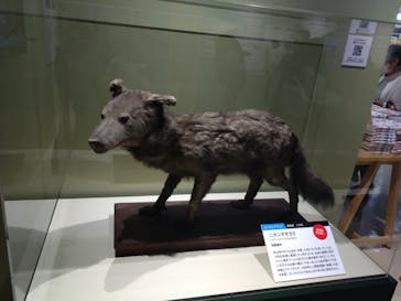 特別展「大哺乳類展３－わけてつなげて大行進」に投稿された画像（2024/6/2）