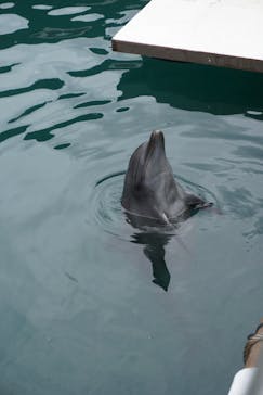 伊豆・三津シーパラダイスに投稿された画像（2024/6/2）