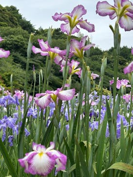浜名湖花博2024に投稿された画像（2024/6/2）