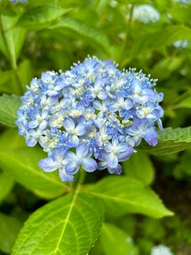 浜名湖花博2024に投稿された画像（2024/6/2）