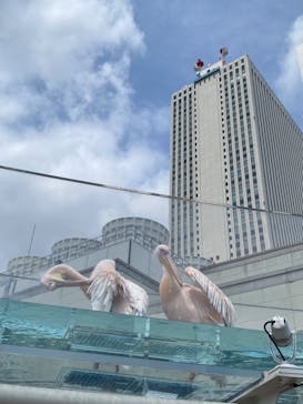 サンシャイン水族館に投稿された画像（2024/6/2）