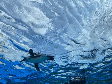 サンシャイン水族館に投稿された画像（2024/6/2）