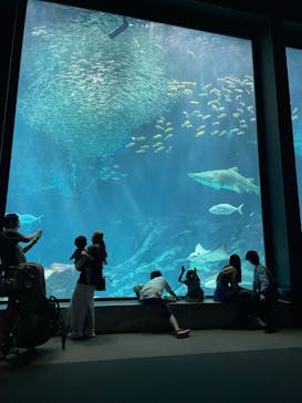 マリンワールド海の中道に投稿された画像（2024/6/2）