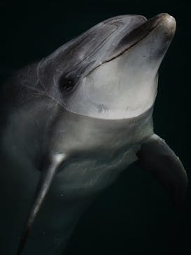 うみたま体験パーク 「つくみイルカ島」に投稿された画像（2024/6/2）