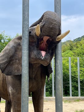 しろとり動物園に投稿された画像（2024/6/2）