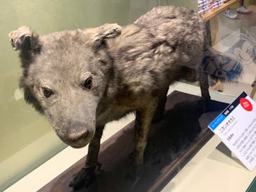 特別展「大哺乳類展３－わけてつなげて大行進」に投稿された画像（2024/6/2）