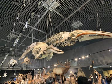 特別展「大哺乳類展３－わけてつなげて大行進」に投稿された画像（2024/6/2）