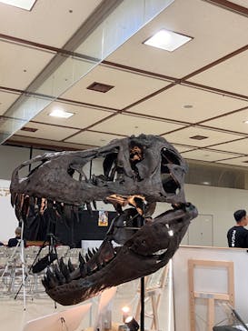 地球のお宝大集合！博物マニアに投稿された画像（2024/6/2）