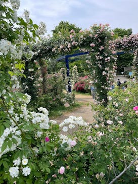 京成バラ園に投稿された画像（2024/6/2）