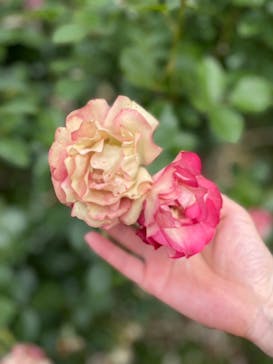 京成バラ園に投稿された画像（2024/6/2）