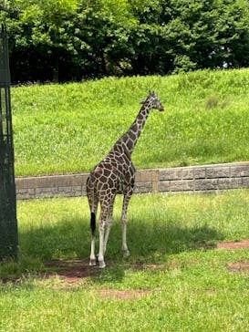 千葉市動物公園に投稿された画像（2024/6/2）