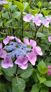 浜名湖花博2024に投稿された画像（2024/6/2）