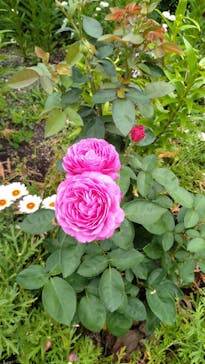 浜名湖花博2024に投稿された画像（2024/6/2）