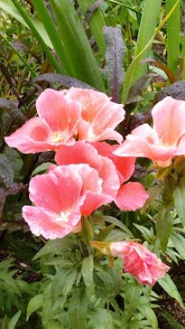 浜名湖花博2024に投稿された画像（2024/6/2）