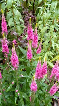 浜名湖花博2024に投稿された画像（2024/6/2）