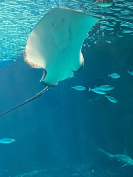 マリンワールド海の中道に投稿された画像（2024/6/2）