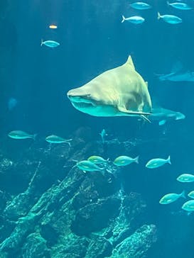 マリンワールド海の中道に投稿された画像（2024/6/2）