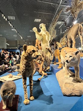 特別展「大哺乳類展３－わけてつなげて大行進」に投稿された画像（2024/6/2）
