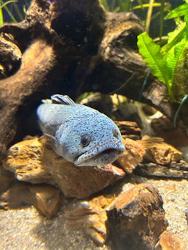 カワスイ 川崎⽔族館に投稿された画像（2024/6/2）