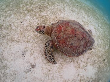 初心者専門宮古島シュノーケリングツアーに投稿された画像（2024/6/2）